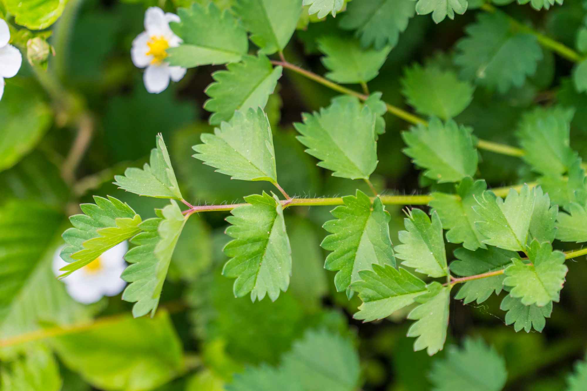 Kleiner Wiesenknopf06