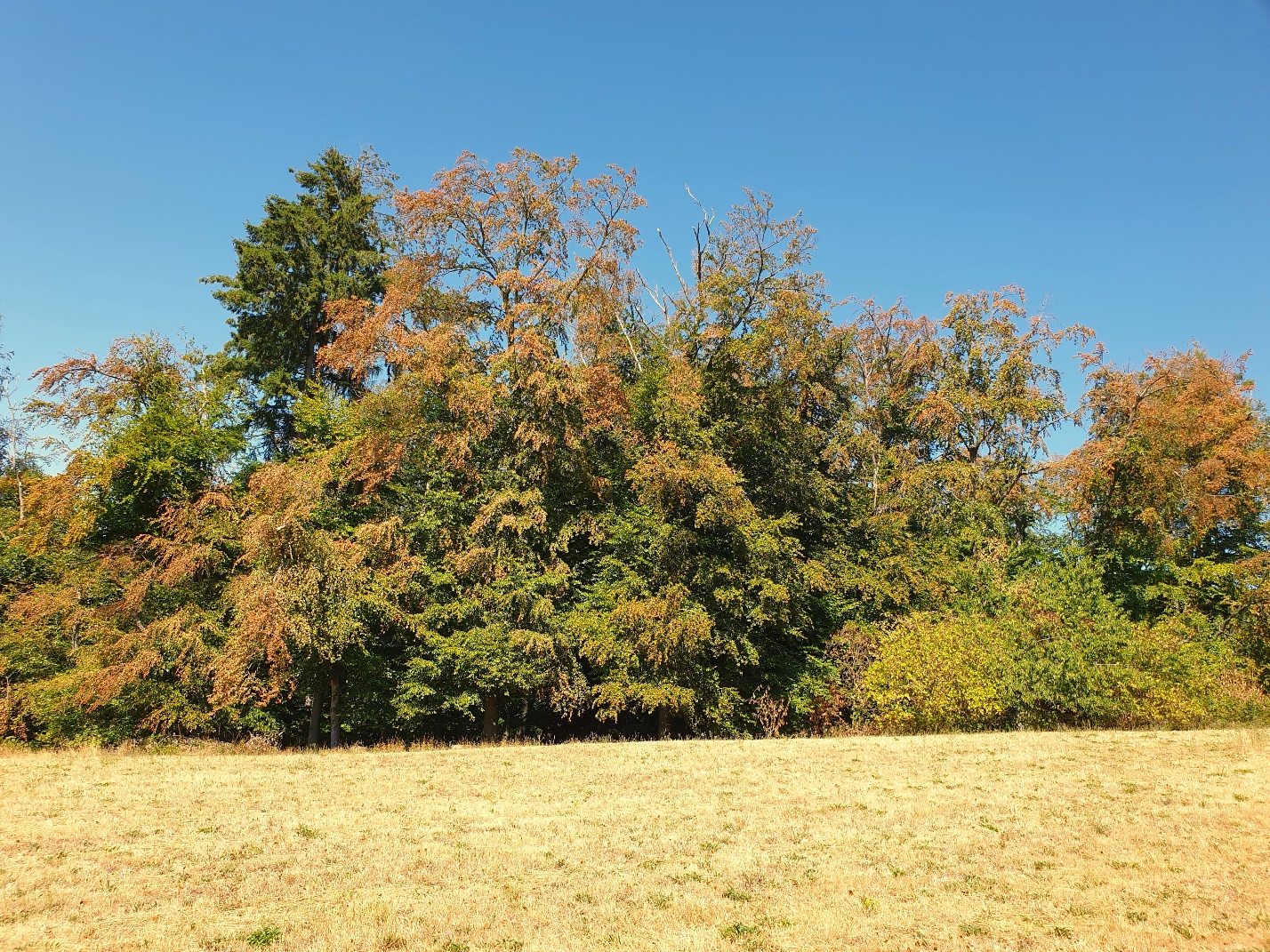 GRueneHerbst2