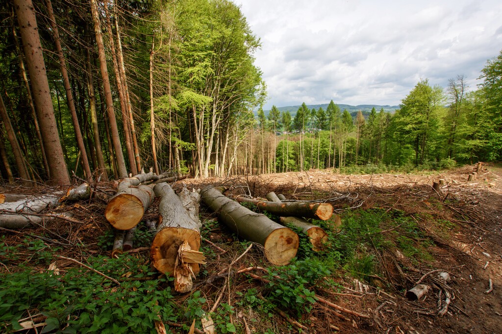 Waldsterben im Felsberg, Buche und Fichte; Foto die Grünen L.